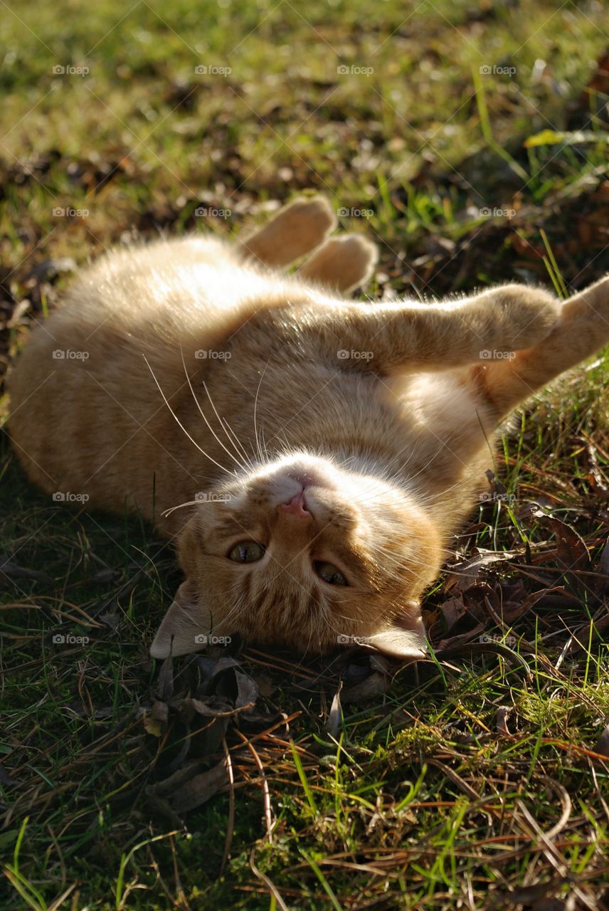 Cat sleeping on grassy land