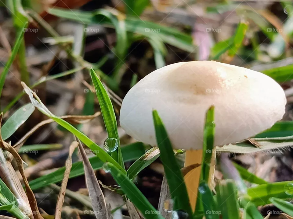 Mystical Mushrooms: A Fungi Adventure