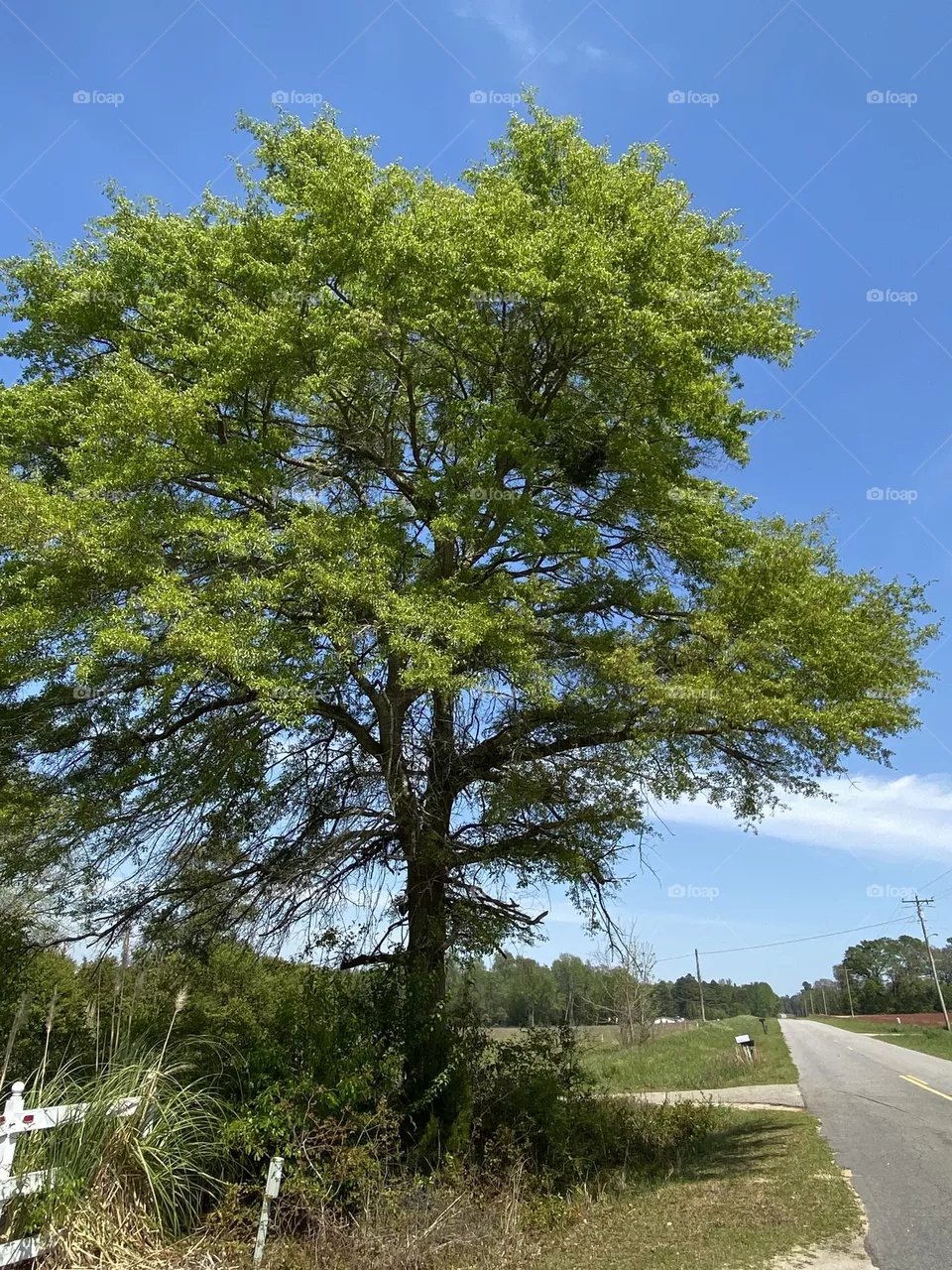 Big green 