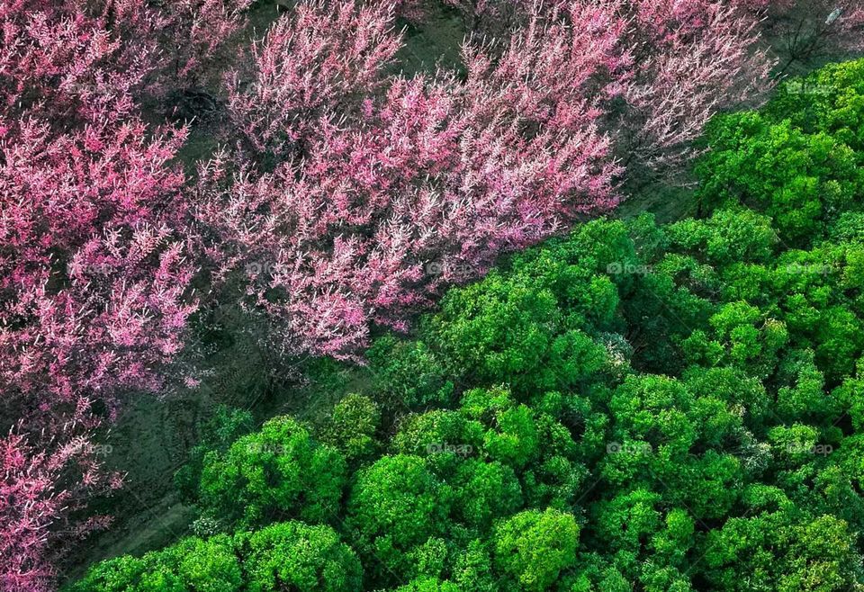 Spring is a grand flower arrangement, blooming with flowers that are rich and fragrant, filling the world with vibrant colors.