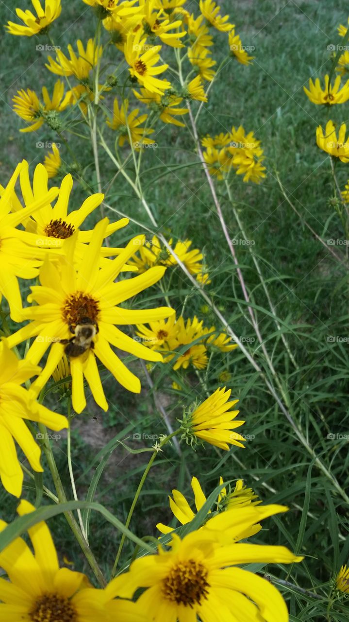Bumble bee. Bee pollination