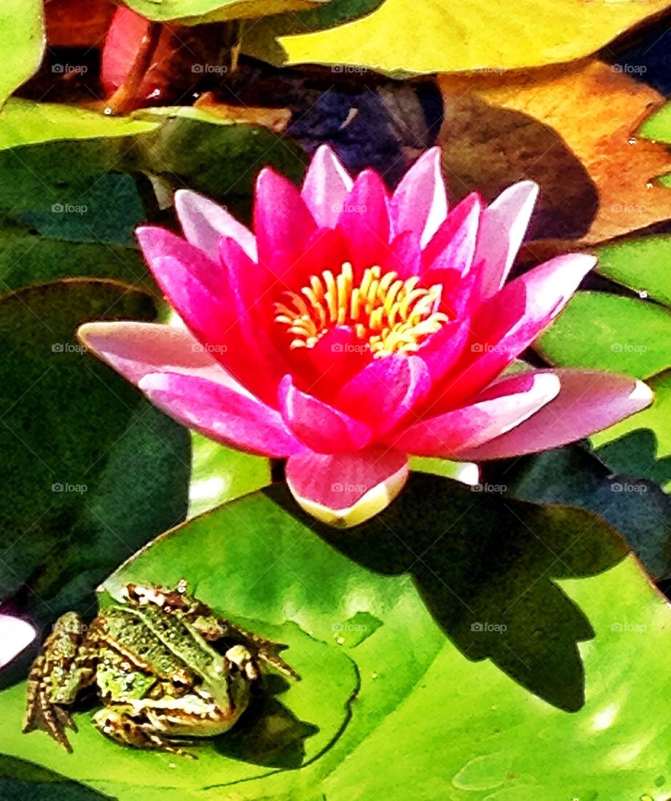 Frog in puddle