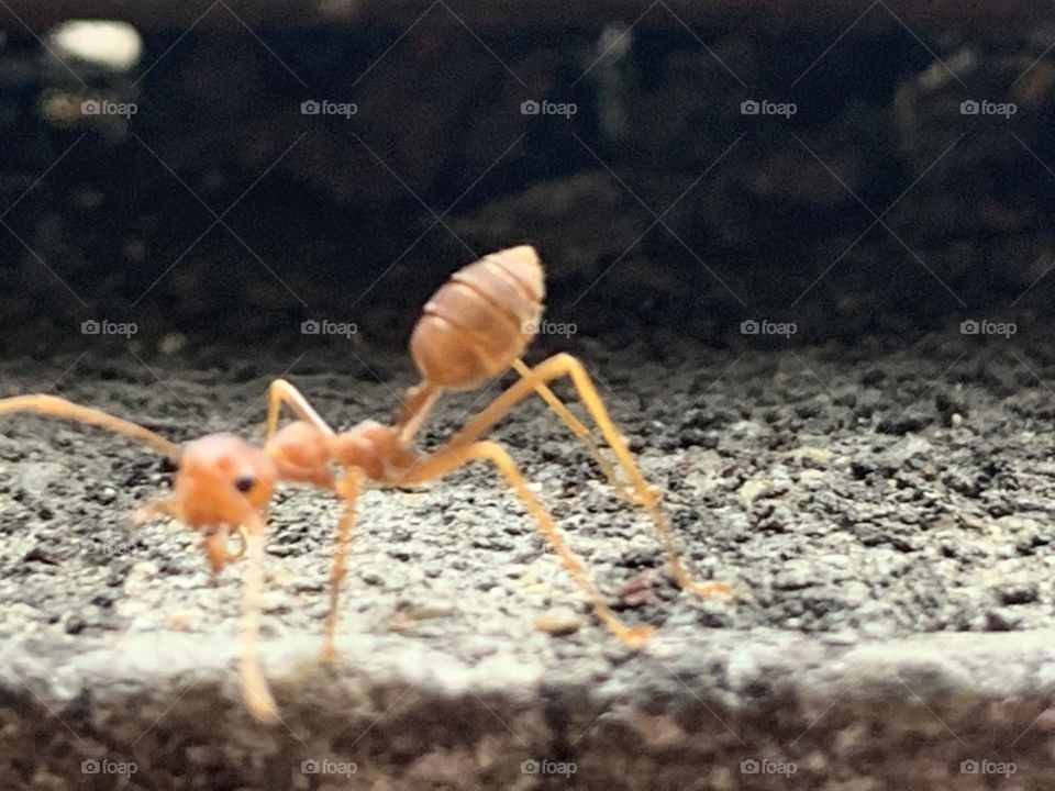 Your Best Macro shot, Countryside (Thailand)