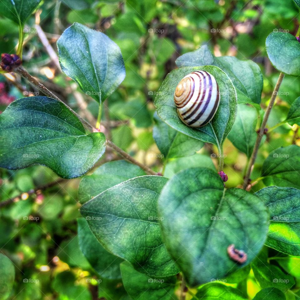 Snail on green leaf