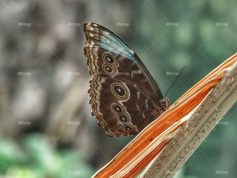 Giant Owl Tropical Butterfly. Delicate Butterfly In The Rainforest
