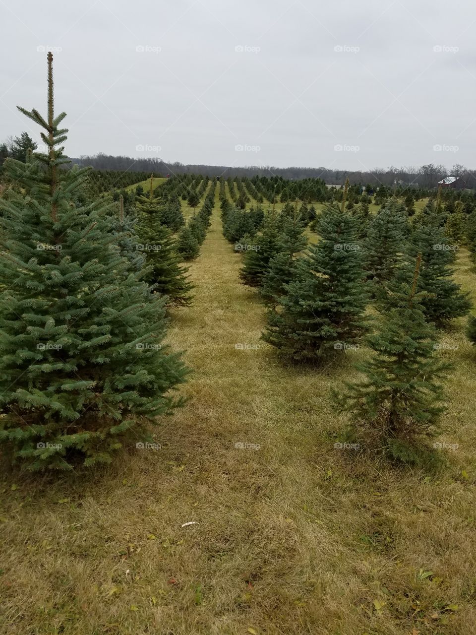 Tree Farm