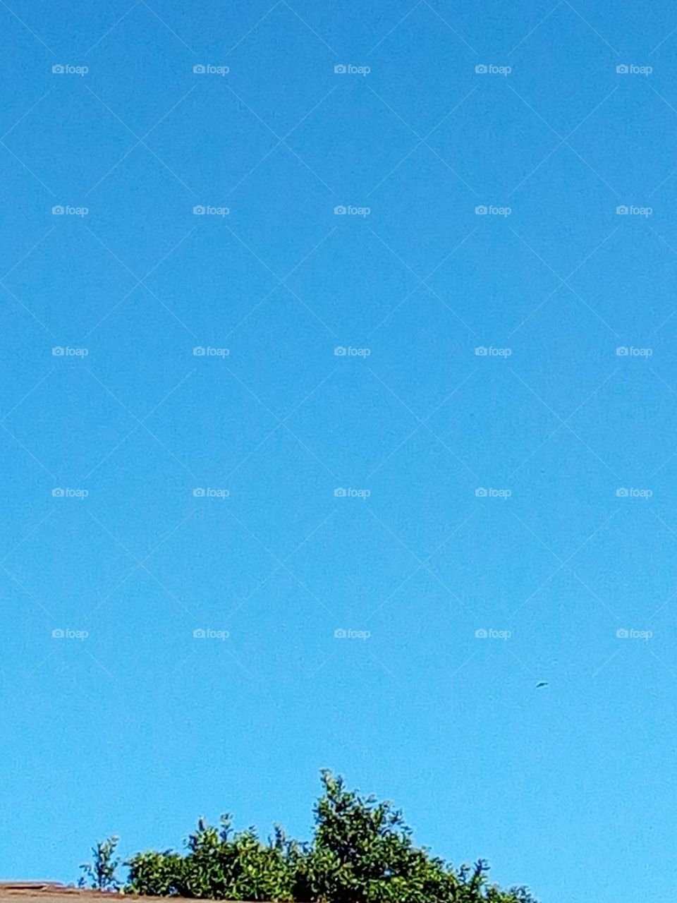 blue clear sky with bird flying high in the sky