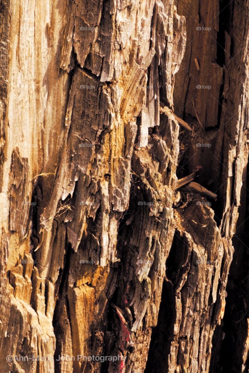 Close up of tree trunk 