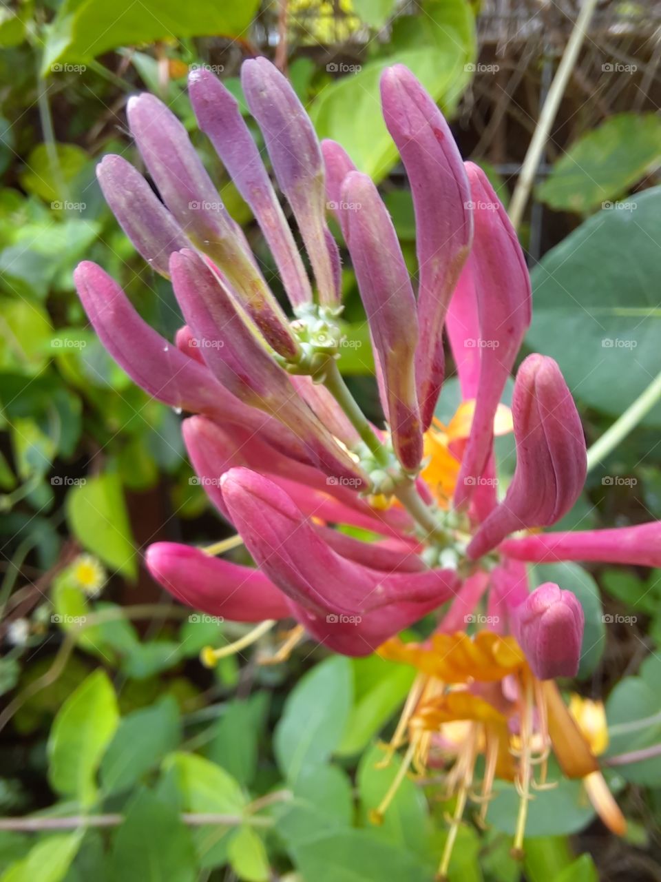 sweet honeysuckle