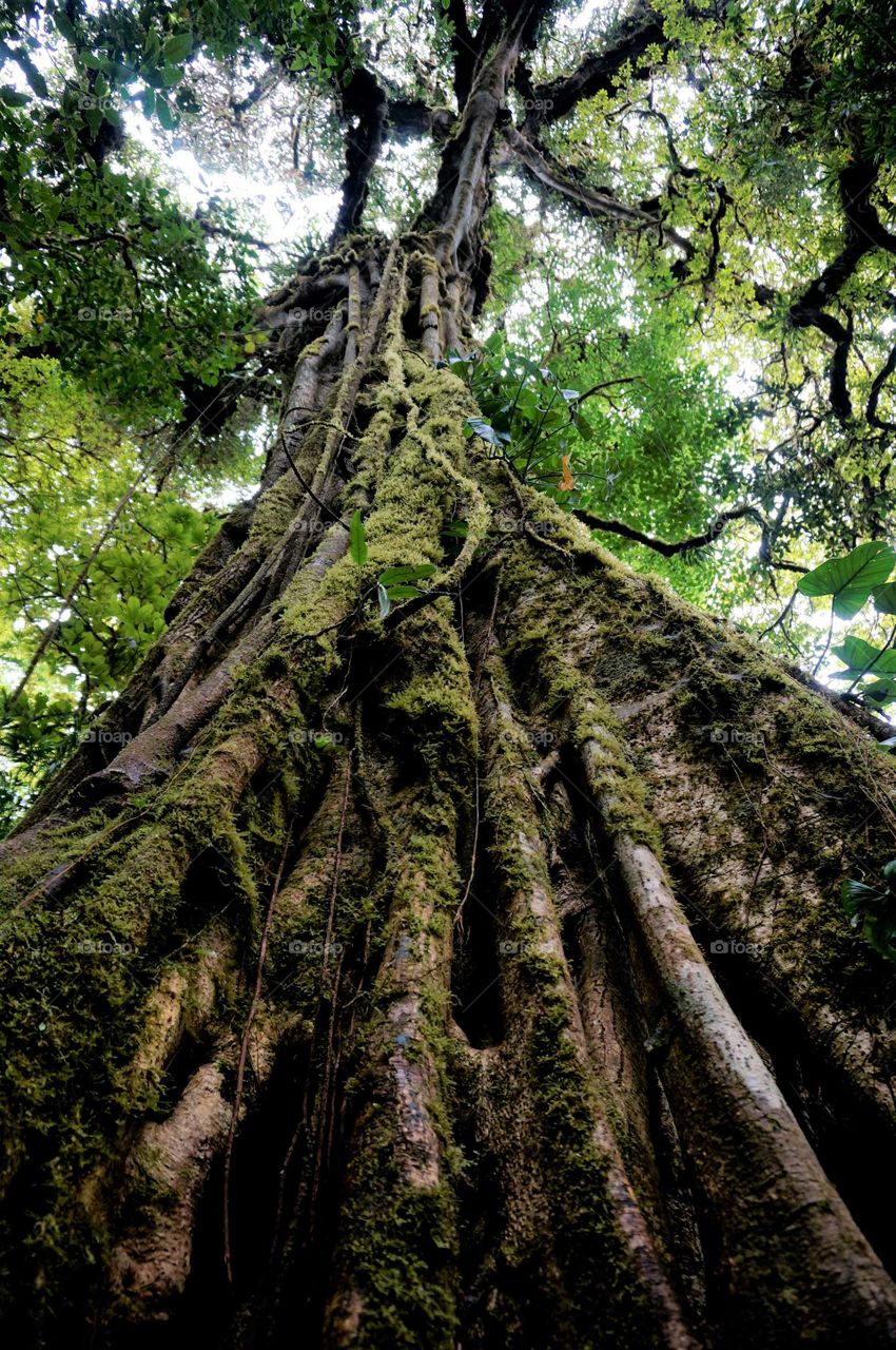 Costa Rica Rainforest Tree