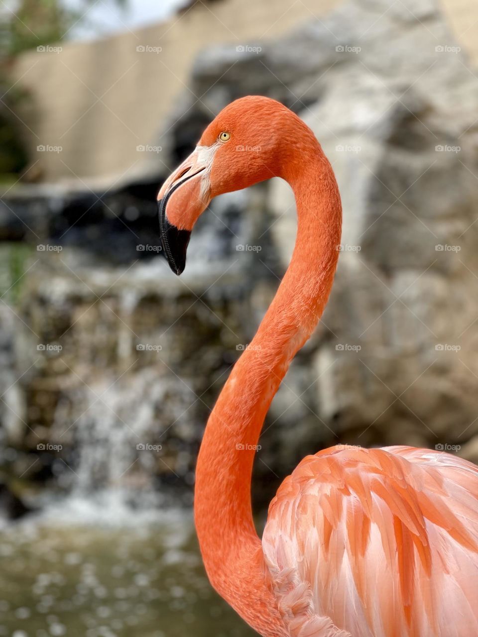 Portrait of pink flamingo 