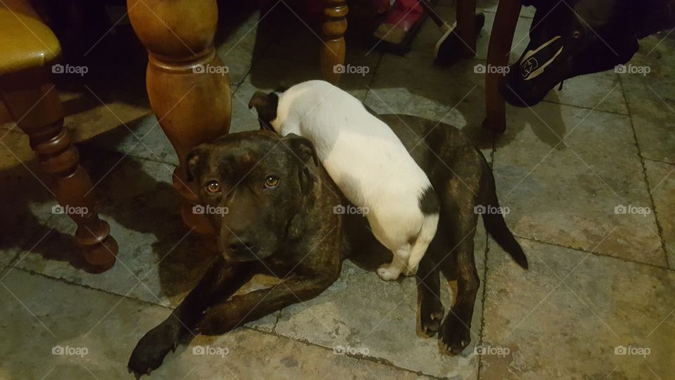 staffie and jack russell