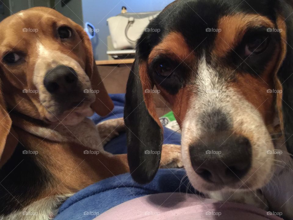 Bugging momma on the couch. 