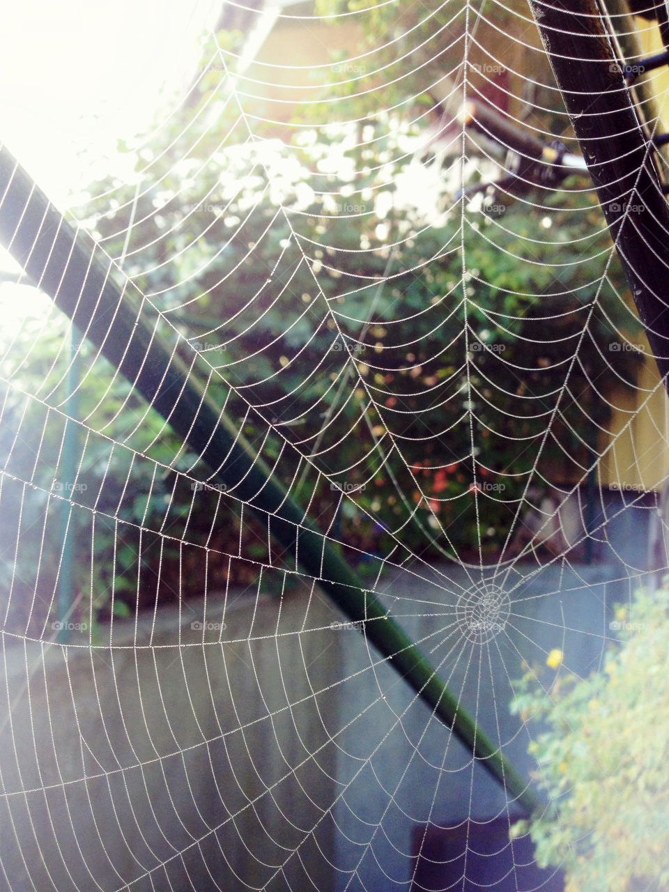 Cobweb in the Morning Garden