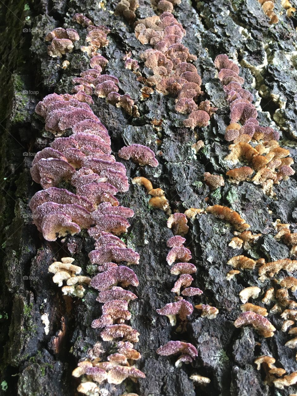 Red fungi