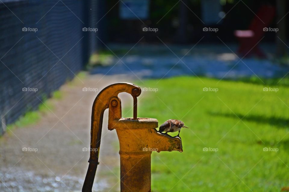 Makes me smile - a tiny sparrow mounts an old iron water pump to get a drink of water