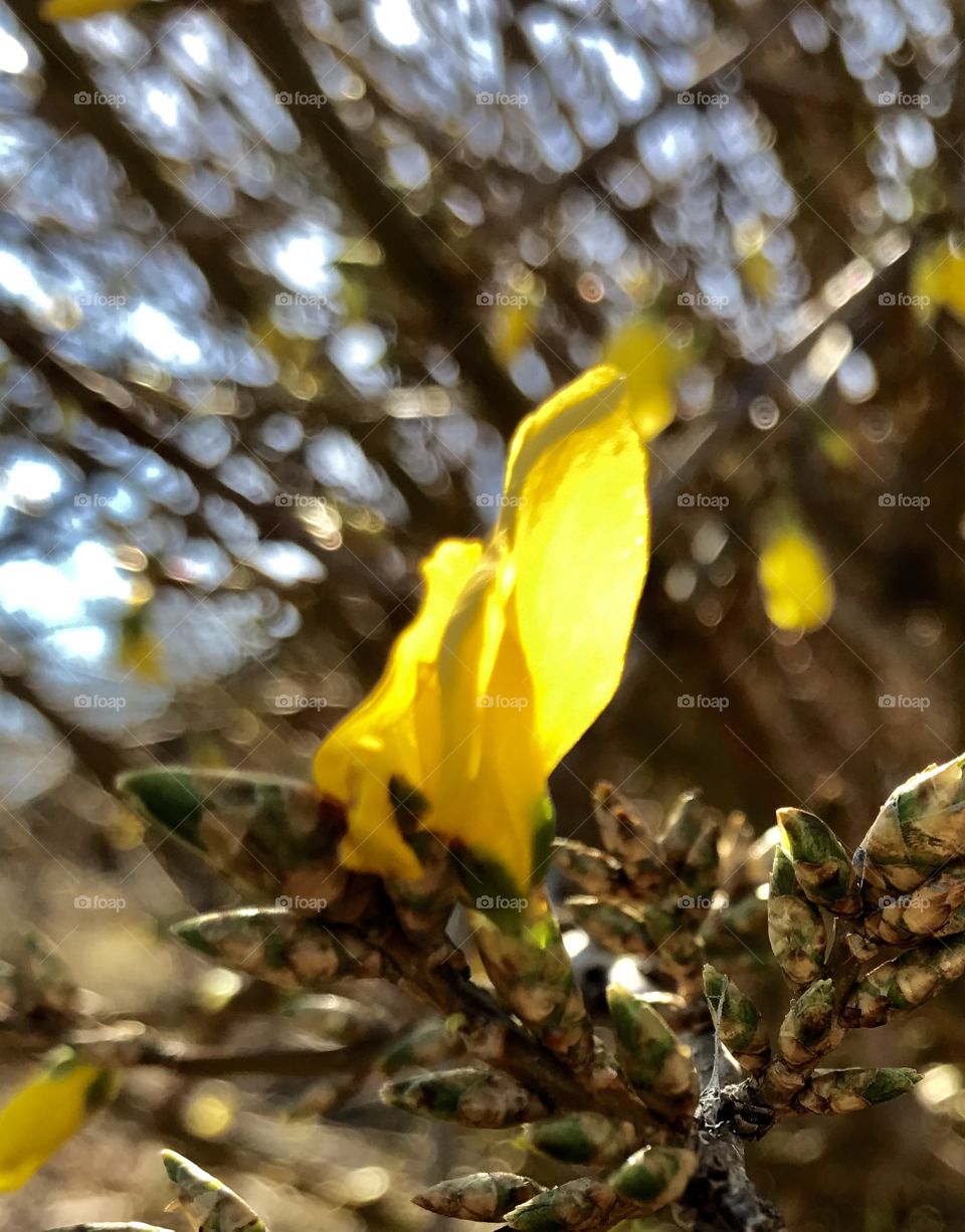 Early Blooming Forsythia