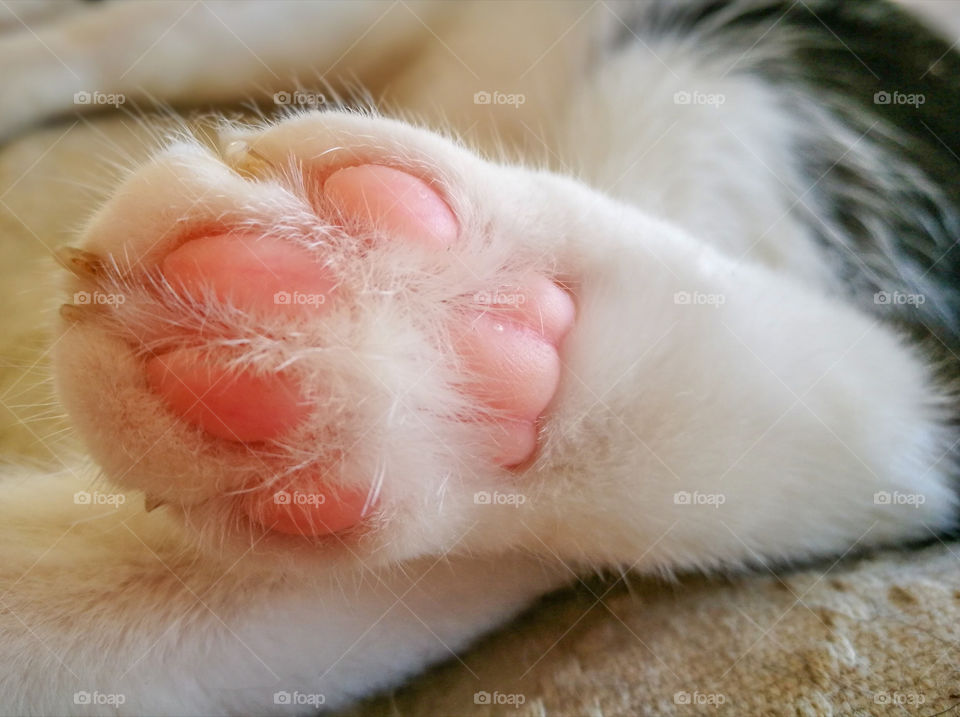 Cat paw closeup.
