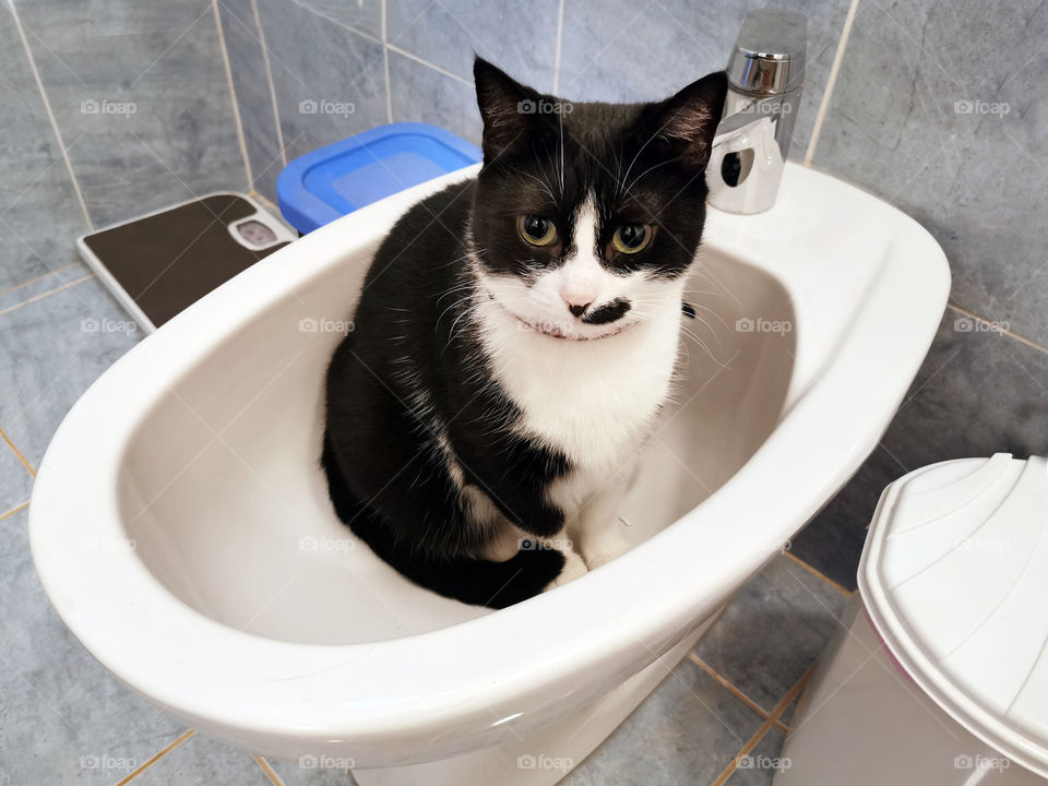 Cat sitting on the toilet.
