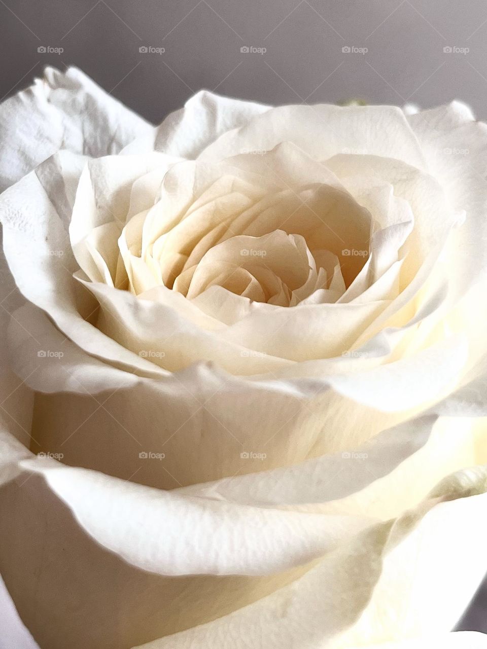 White rose 