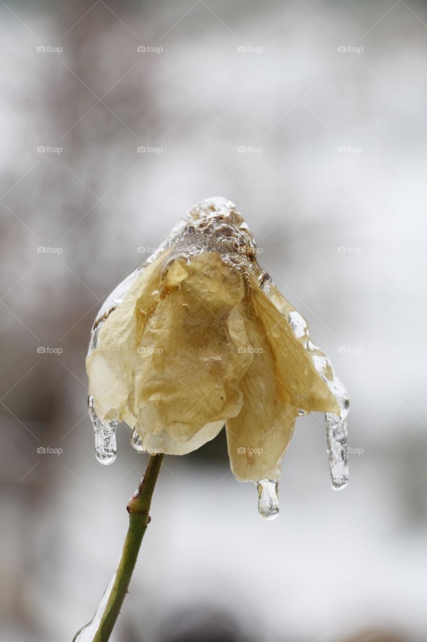 flower winter ice