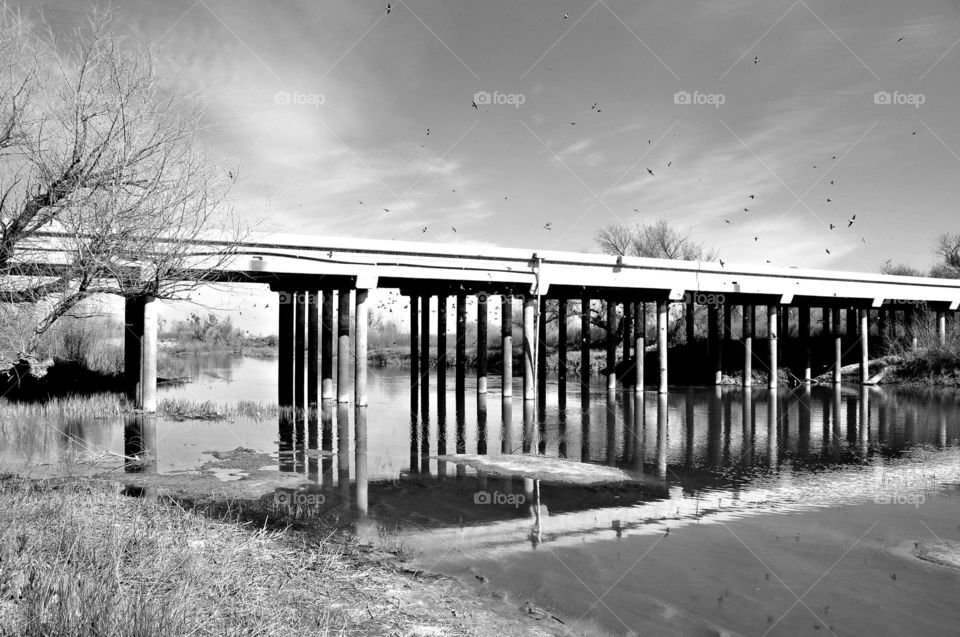Bridge with birds 
