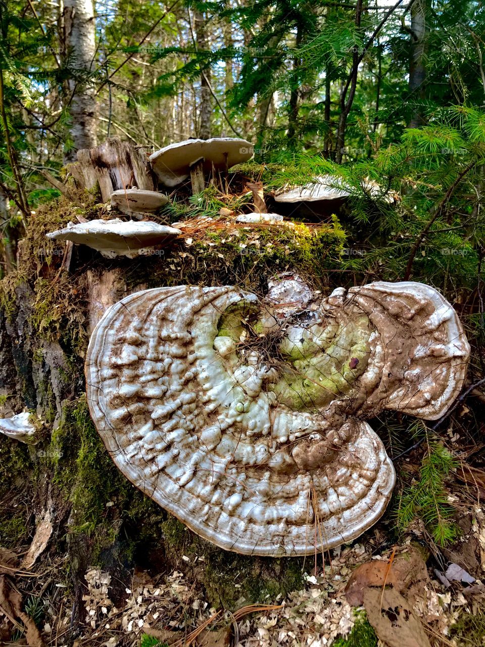 Wild mushrooms 🍄
