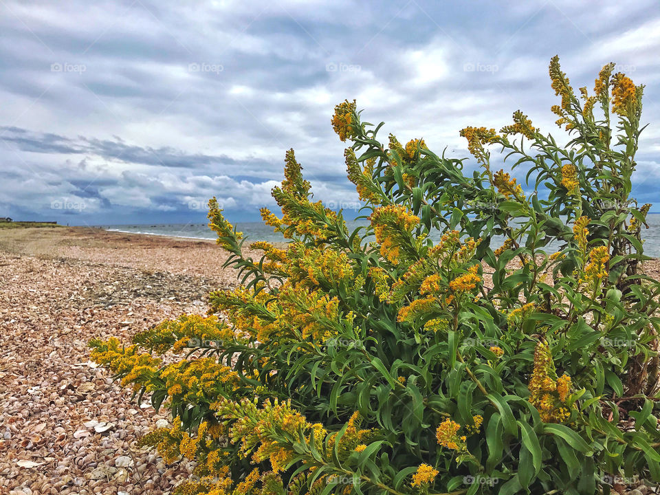 Yellow flowers and storm clouds