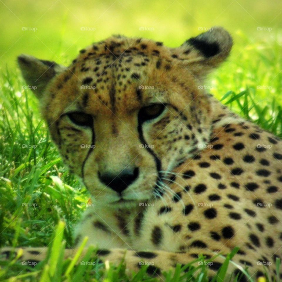 This is a cheetah laying in the grass taking it easy on a warm sunny summer day at the Indianapolis Zoo.