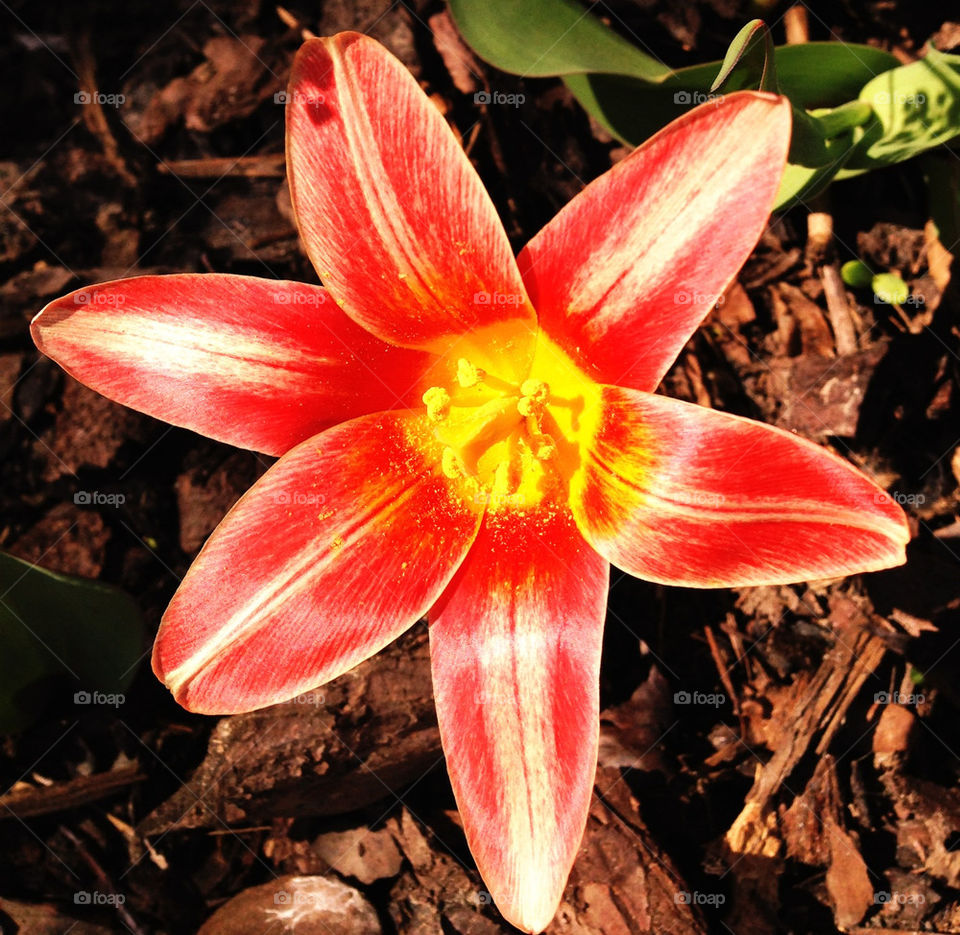 Flowers in the sun