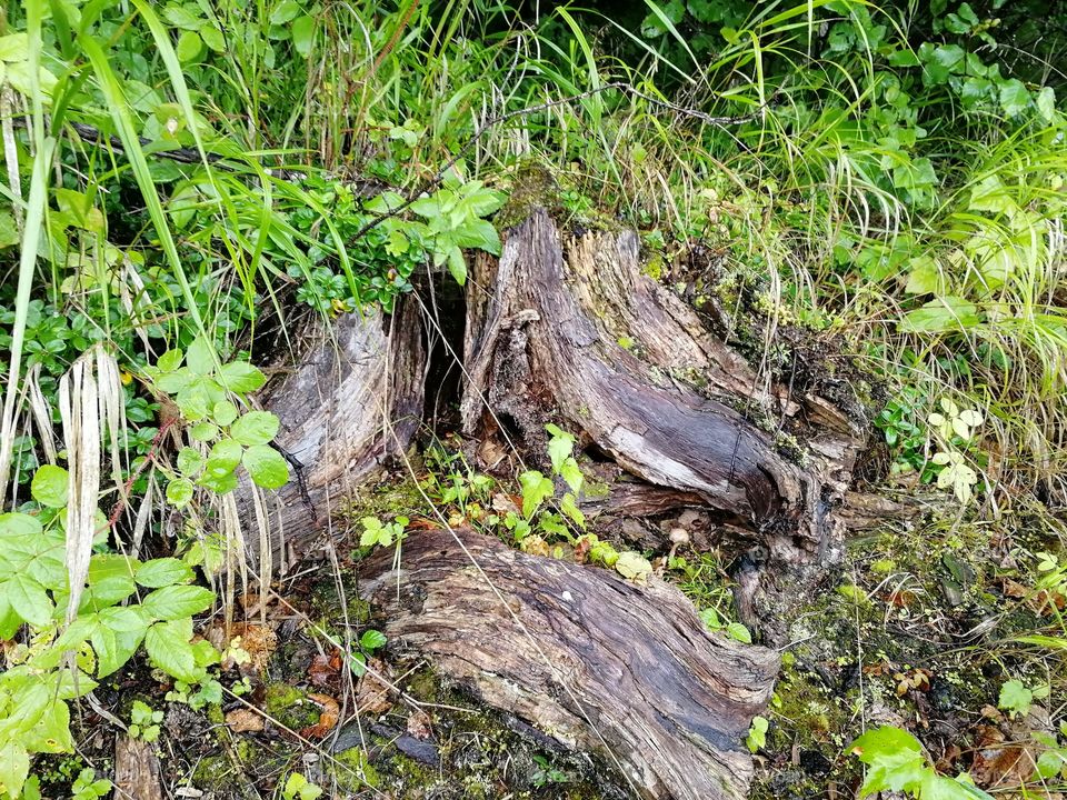 Interesting tree stump, similar to the entrance to the land of the minimoys🤔.
