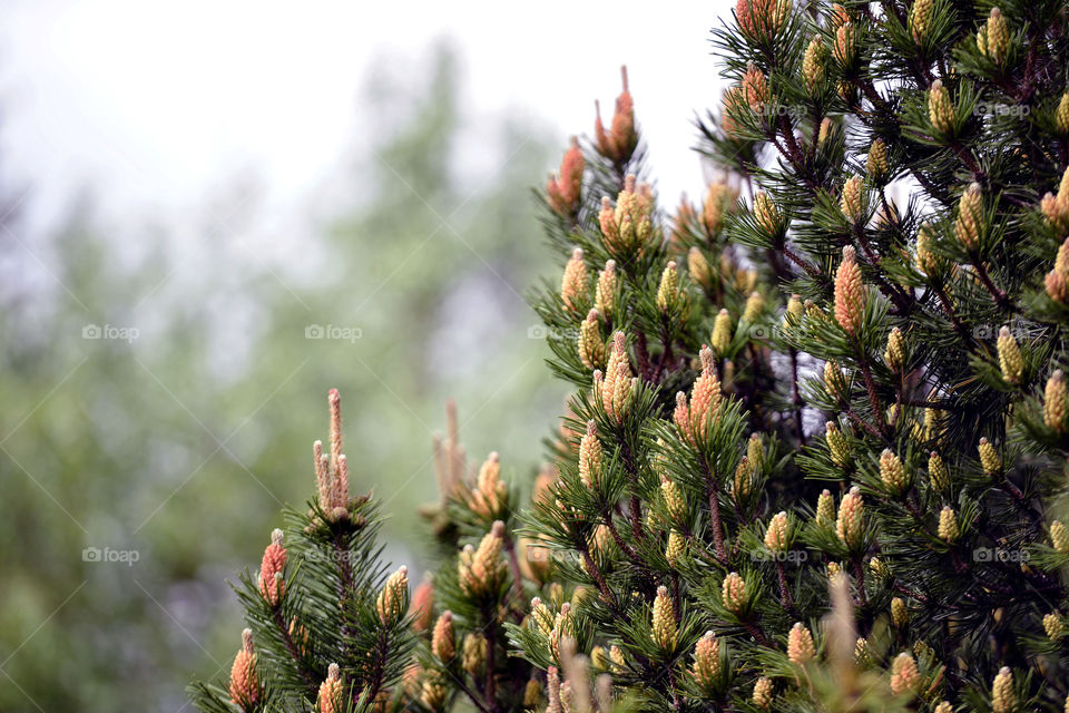 Decorative pine with young cones. Fresh spruce shot, natural background, selective focus.