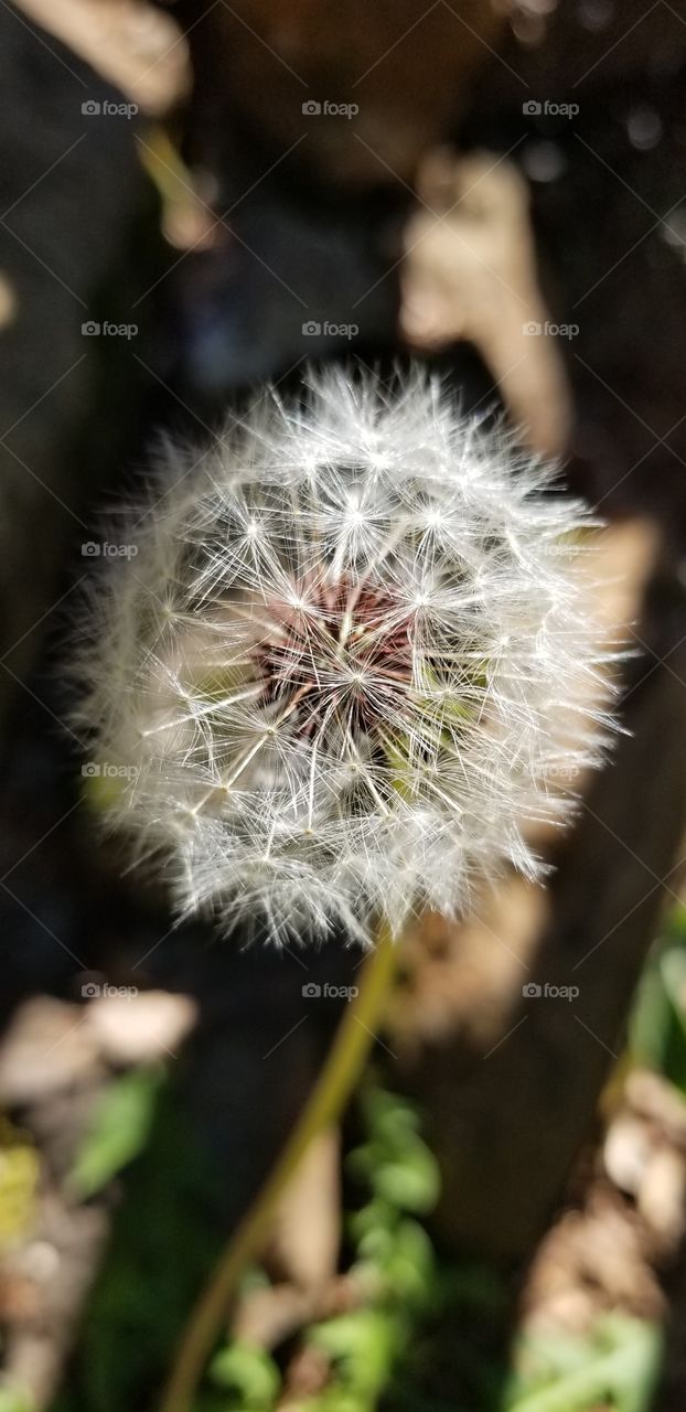 dandelion in the spring sun.