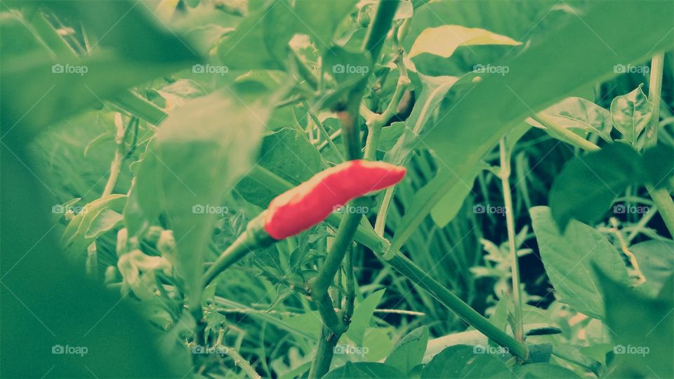 small Chili