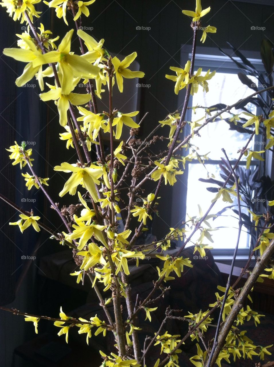 Forced Forsythia