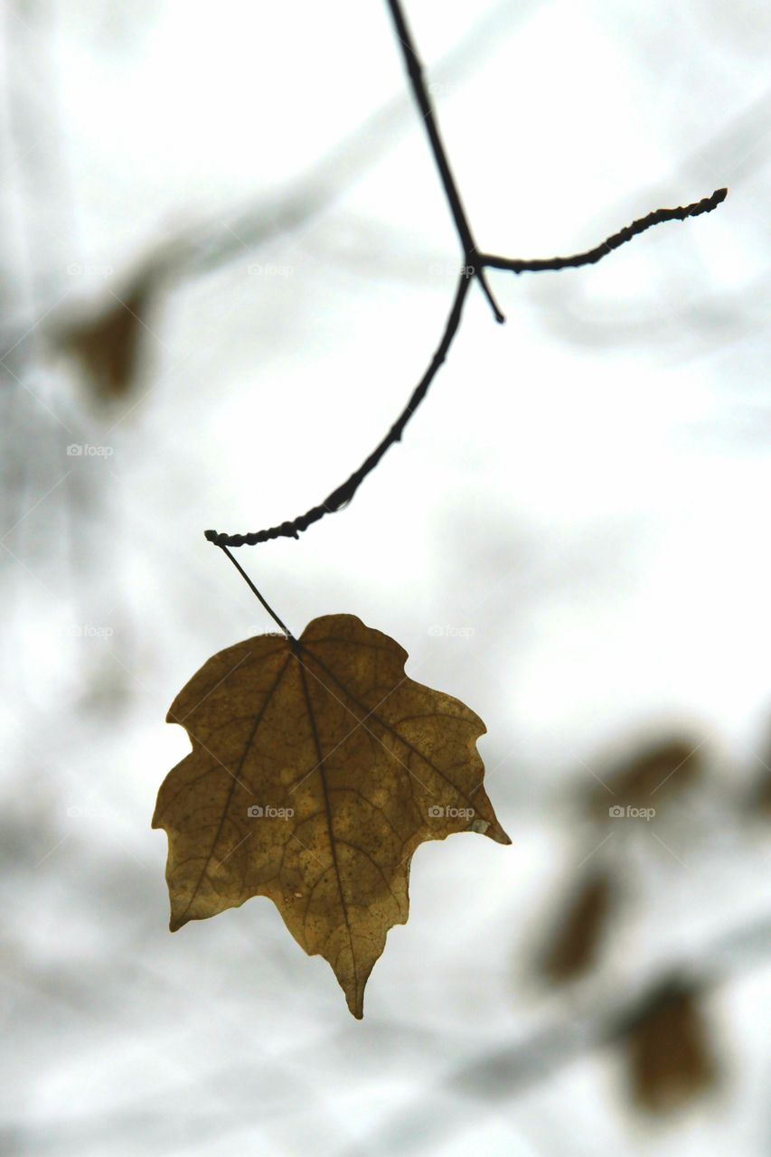 lonely leaf on a ra