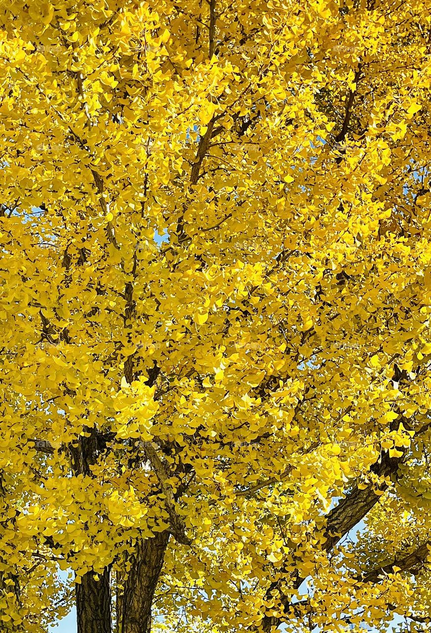 Yellow Fall Tree