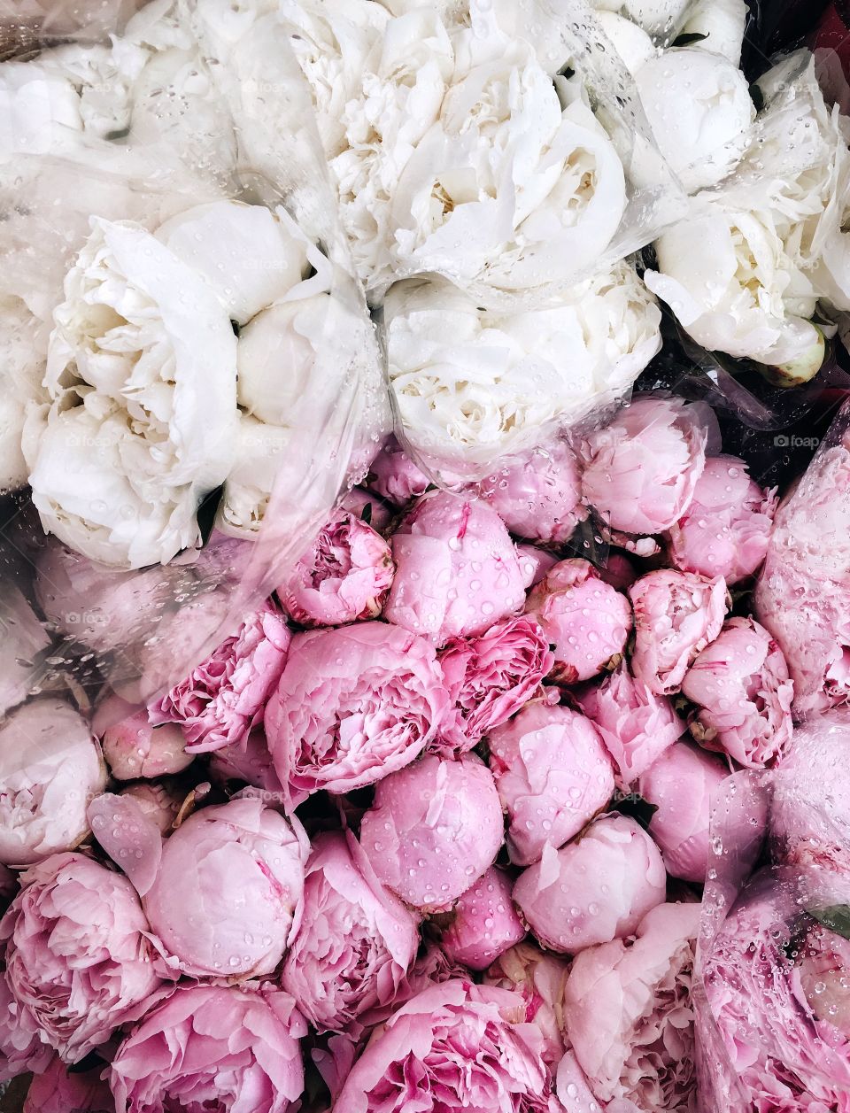 In love with peonies 🌈