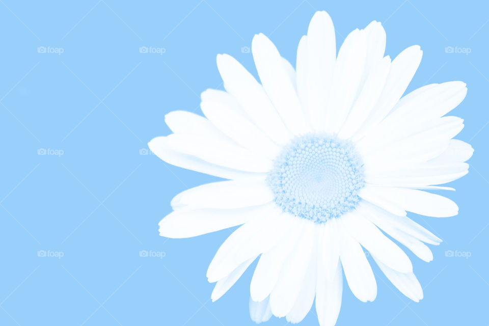 Light blue daisy