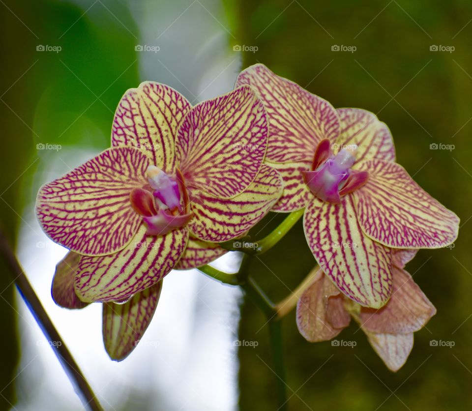 Intricate orchids yellow with red and purple details