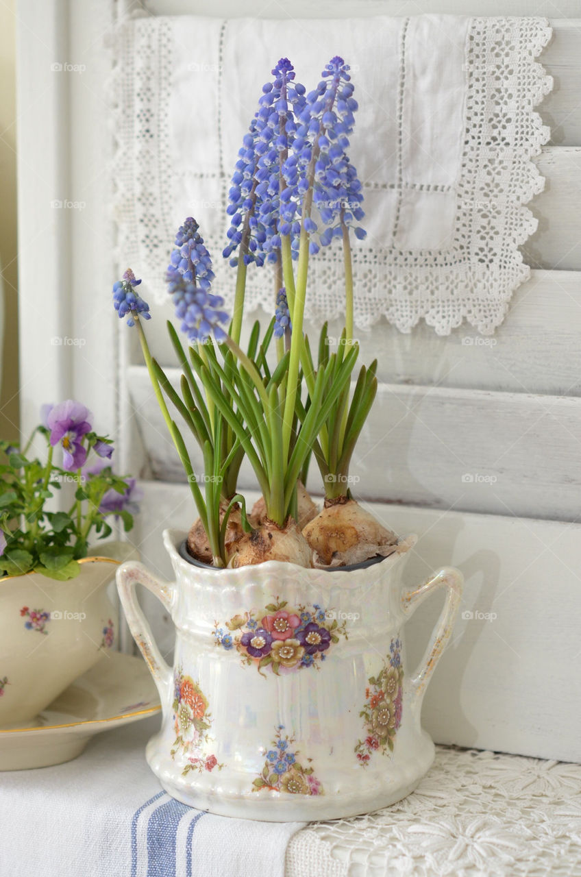 Grape Hyacinths