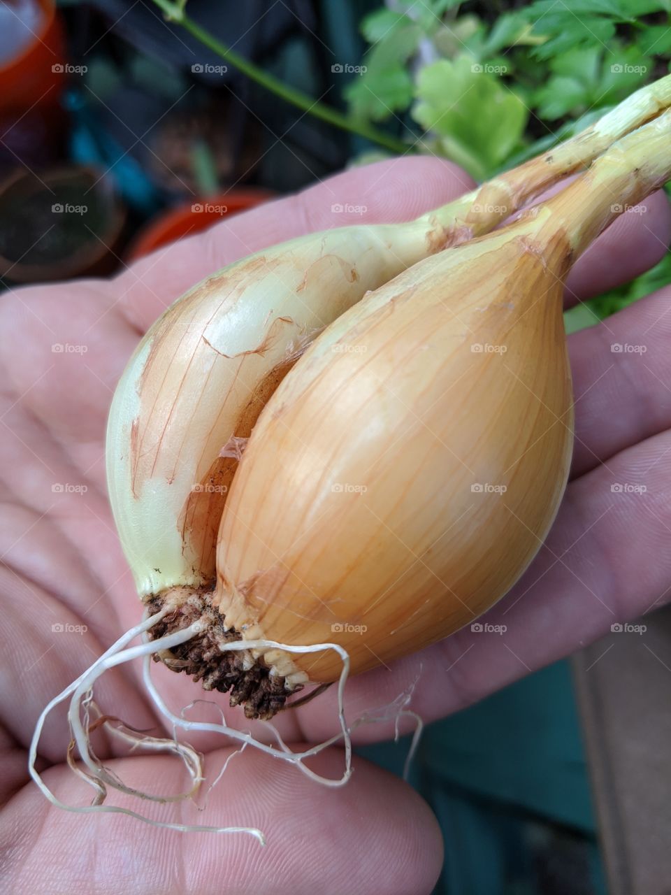 Container grown onion sourced from grocery store produce