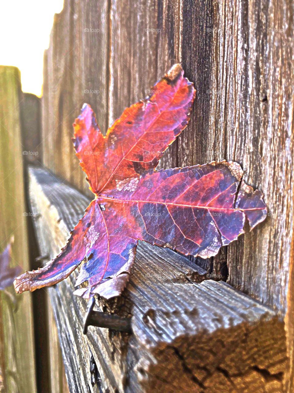 Fall red leaf n fence