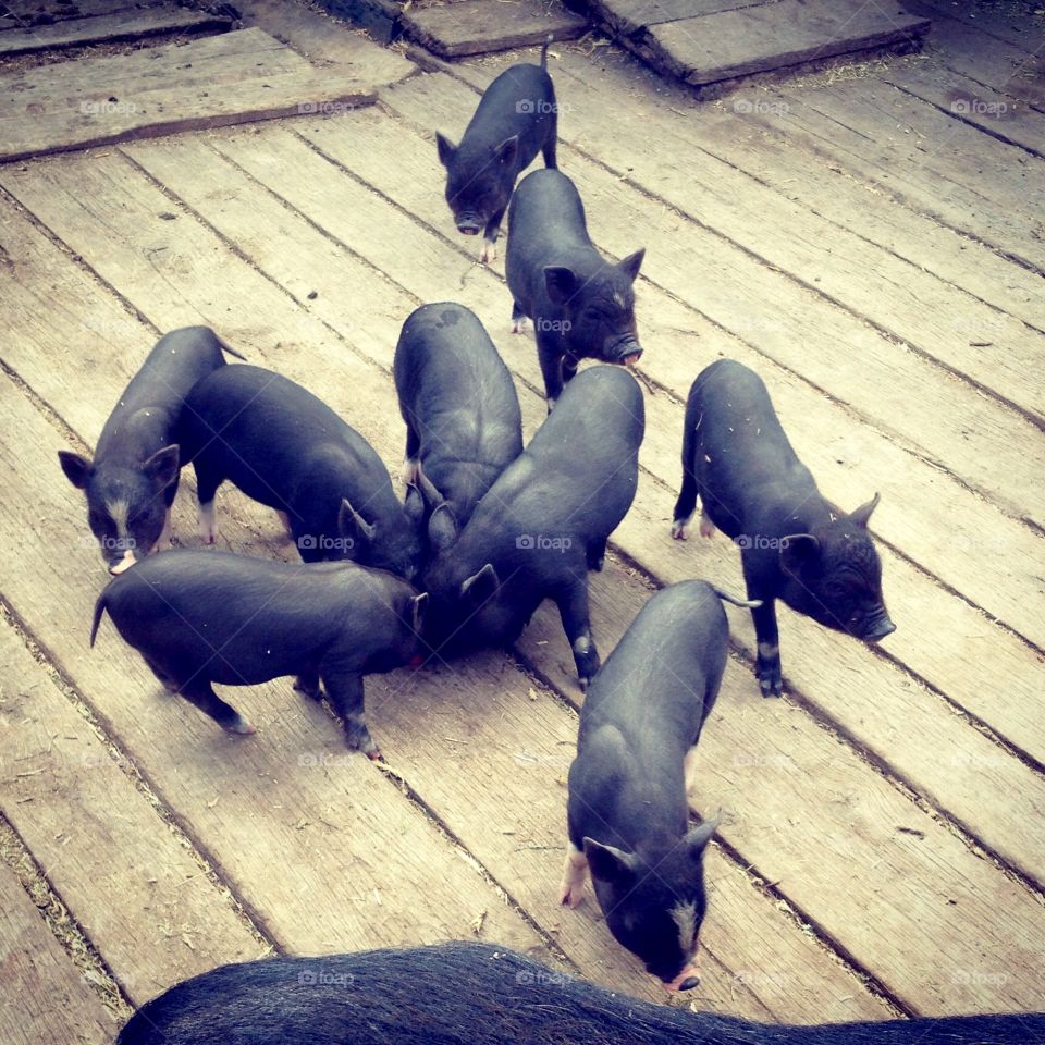 Black piggery