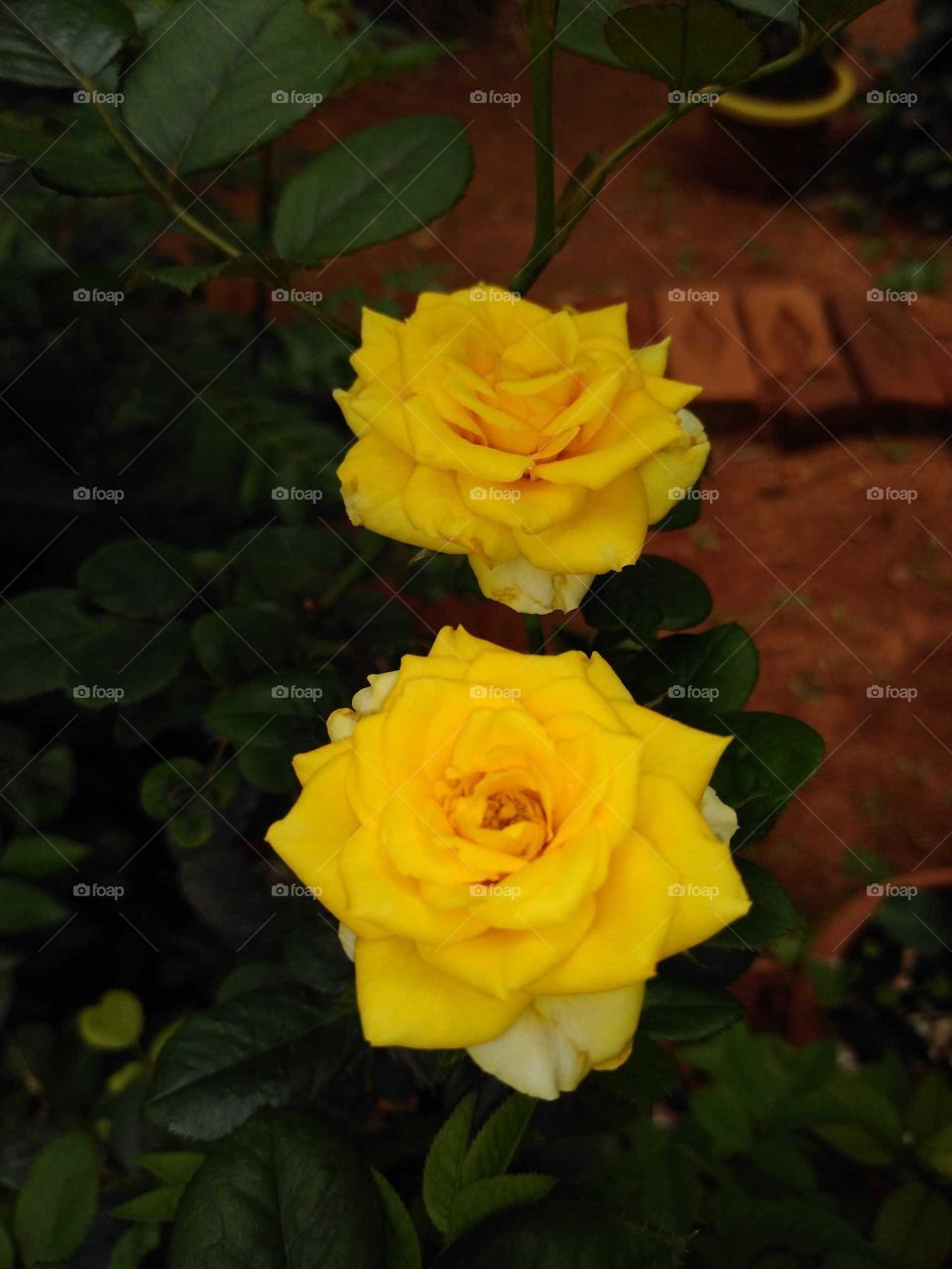 two beautiful yellow roses in my garden