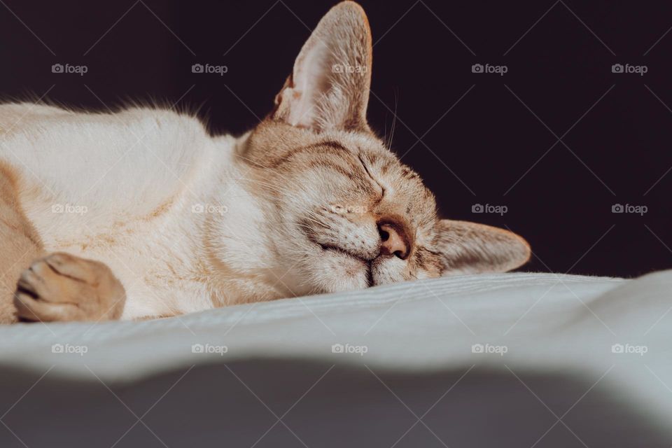 Sleeping cat