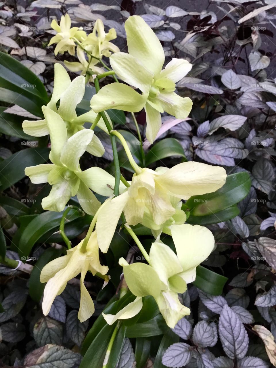 Orchids at Hawaii Tropical Botanical Garden