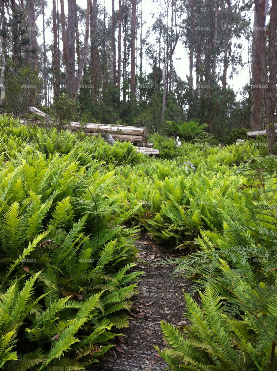 Beautiful tasmania 