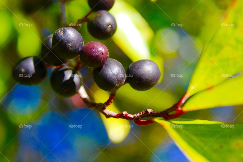 Berries and sky