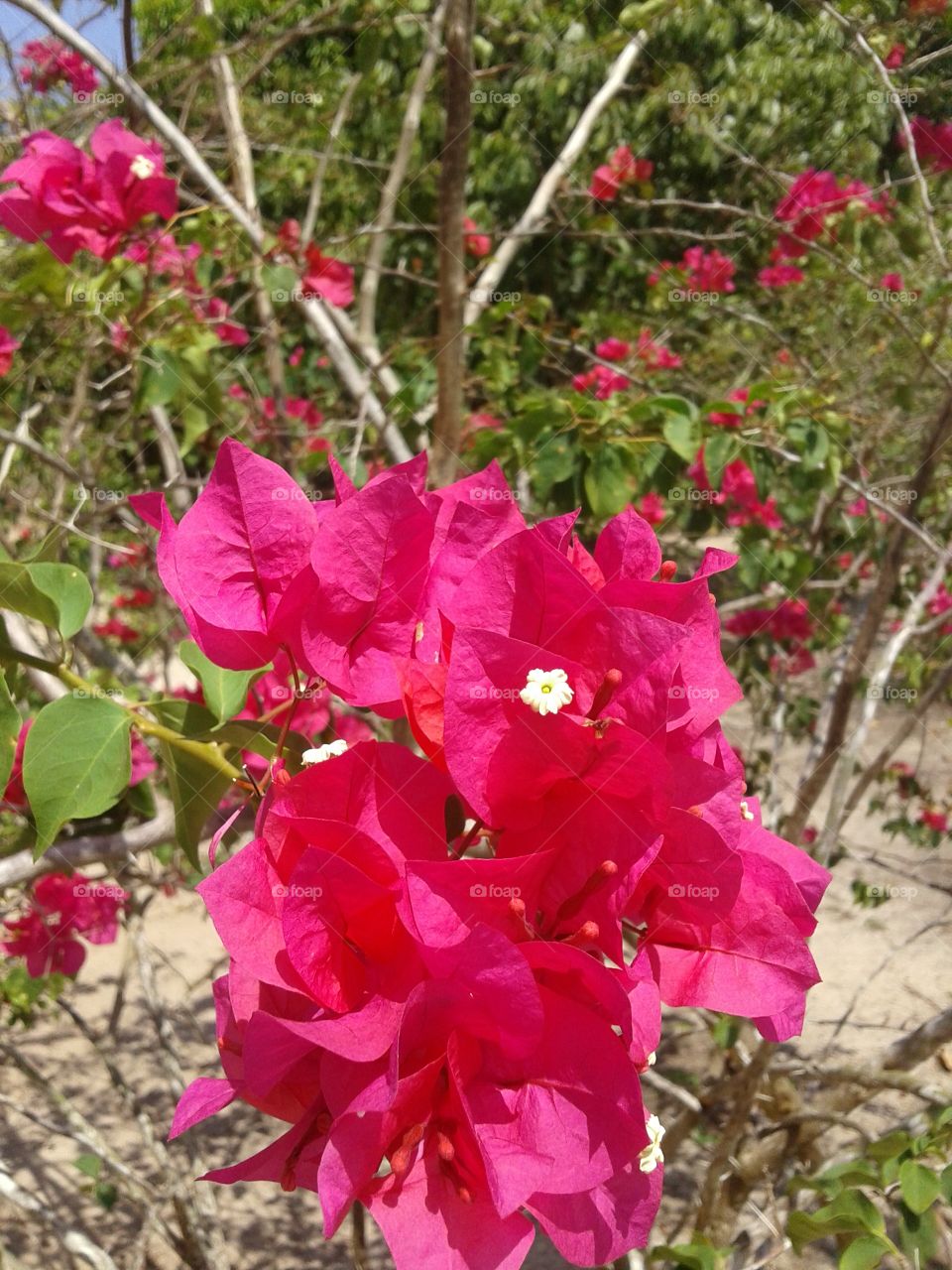 flores cor de rosa